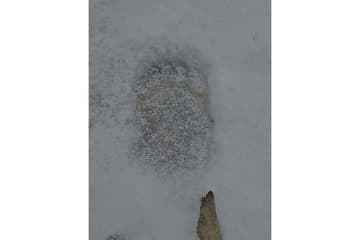 「でっけぇ足跡」　雪上に残されたヒグマの爪痕…北海道の現状にネット戦慄「こんなの普通に生活できない」