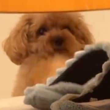 犬がイタズラをしていたので『ダメでしょ』と叱った結果…まさかの『罪をなすりつけようとする光景』が55万再生「子供みたいｗ」「かわいすぎ」