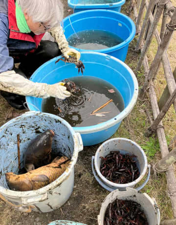在来種モクズガニも多く取れた！　秦野・今泉名水桜公園で恒例生き物調査