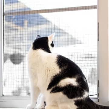 猫がいる『部屋の換気』で起こりうるトラブル3選　油断できない理由から安全対策のコツまで