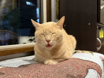 【上大岡】癒し度120%！猫カフェでもふもふとスイーツを満喫「しゃるむガーデン」