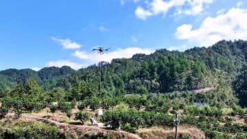 運搬ドローンが山地でのブンタン収穫に新たな可能性　中国貴州省