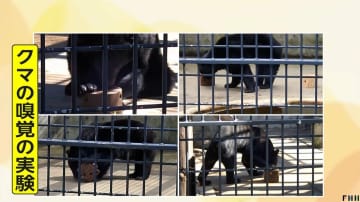 クマ好む「ガソリンやペンキ」のにおい…近づき体をすりつける様子も　冬眠の遅れによる「今年いっぱい警戒」を専門家指摘