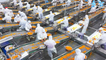 かんきつ類の加工品輸出好調、増収と地域振興に貢献　中国・湖北省秭帰県