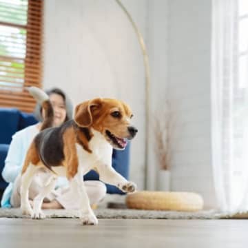 犬との『相性チェック』ができる3つの項目　性格や犬種も影響する？飼う前に試しておきたい理由もご紹介