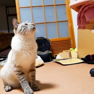 激怒していた猫→何かなと思っていたら…判明した『まさかの理由』が尊すぎると169万再生「大騒ぎしていたのに」「破壊力が半端ない」