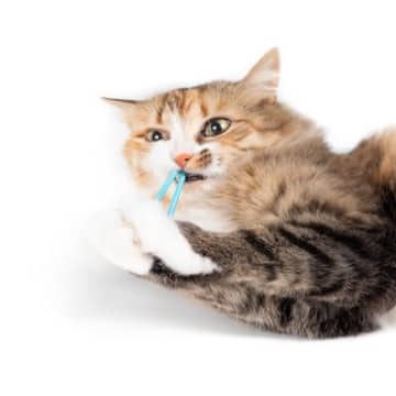 猫の遊び道具にしてはいけない『危険な物』4つ　思いがけないトラブルを引き起こす可能性も