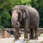 アジアゾウは人間が体と顔を向けたとき見られていると気づく　京都大学が実証