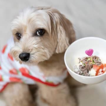 犬のごはんは『温かい』状態であげるべき？冷える季節に効果的なメリットや与え方の注意点