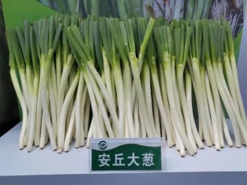 中国山東省の小さな都市が世界の「野菜かご」に