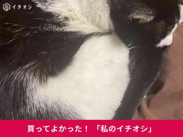 ペティオの猫用「プラクト減塩にぼし」は乳酸菌配合・無添加の国産おやつ！ミックス猫・ろびんちゃんのお気に入り（50代男性）