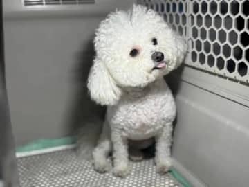 中国高速鉄道がペット輸送を本格化、日本との違いは？