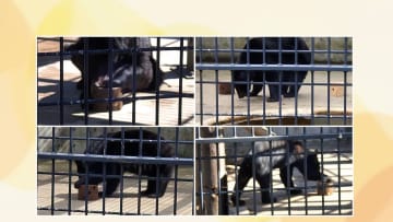 クマ引きつける「危険な匂い」とは…好きな匂いは「油性の塗料やガソリン」　冬眠遅くなる可能性…専門家「今年いっぱいまで警戒を」