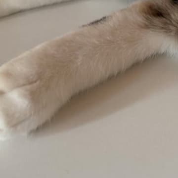 三毛猫の『後ろ足』を見ると、左右で色が…まるで靴下を履き間違えたような光景に11万いいね「令和のオシャレ」「新しいファッション」
