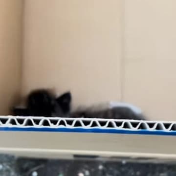 ダンボールに"捨てられていた子猫"を発見→ほっとけなくて家に連れて帰ると…涙あふれる"記録"に「愛情の賜物」「幸せな気持ちになった」