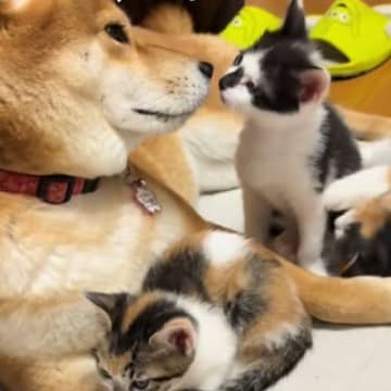 へその緒がついた状態で捨てられた子猫たちを保護→家にいた犬が…まさかの『お母さん代わり』になる光景が67万再生「手慣れてるｗ」「最高」