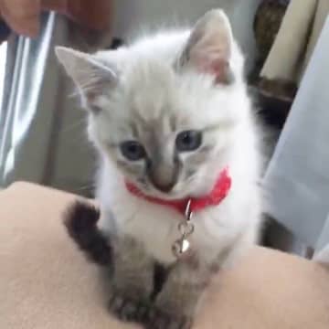 出会ったときは「白猫さんかな」と飼い主が思っていた保護子猫→6年で模様が濃くなった“変身ぶり”にびっくり！