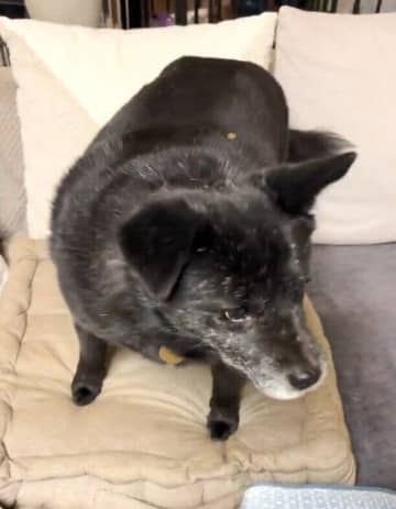 推定6才の元保護犬を迎えて２年、お世話の悩みも経験し今では飼い主さんの帰宅時に「しっぽブンブンで走り回って」お迎えするまでに成長！