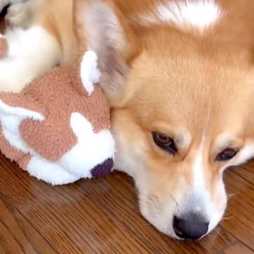 お姉ちゃんが小学校へ登校→数分後、寂しさが爆発してしまった犬が…『健気で可愛すぎる行動』に19万再生の反響「たまらない」「なんていい子」