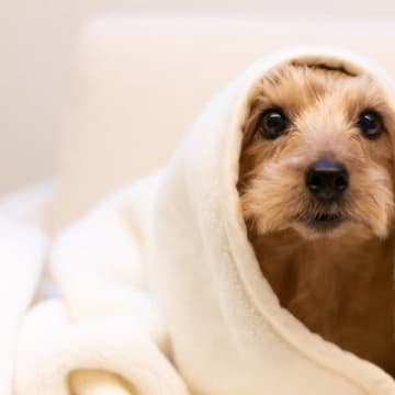 犬が『寒い』と感じているときにみせるサイン４選　適切な寒さ対策までご紹介