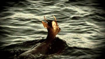 流木？海を泳ぐ怪しい“黒い影”は「イノシシ」…長崎・西海市沖　海にいないはずの「シカ」も愛媛・伊方町沖で目撃