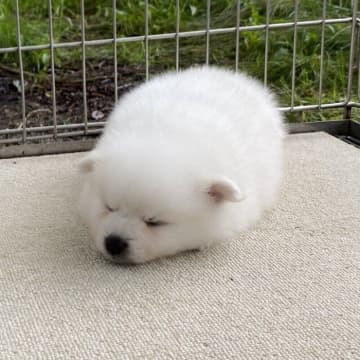 “大福の妖精”みたいだった日本スピッツ子犬→4才になった現在は「いつも機嫌がよく、人も犬も大好きなハッピードッグ」に！