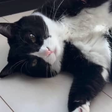 猫の様子を見に行くと、『カーテン』に…思わず笑みがこぼれる『可愛すぎる格好』が132万再生「ニヤニヤした」「釣られ方にもう悶絶」