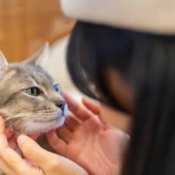 猫が『記憶しやすい』人の言葉5選　覚えられる理由や教え方のコツもご紹介