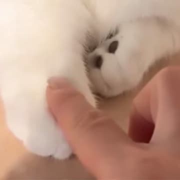 愛猫の前足に指を乗せてみたら、次の瞬間…思わず癒される"かわいいやり取り"に「ニヤニヤが止まらない」「一緒に遊びたい」と絶賛