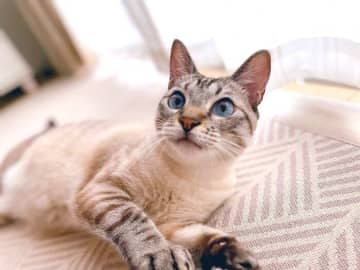 廃屋で暮らしているところを保護された子猫をお迎え→戸惑いながらも徐々に距離を縮め、幸せに暮らす様子にほっこりする