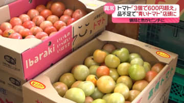 トマト価格、過去最高を更新「3個で600円超え」も　品不足で青いトマトも店頭に　産地・熊本で何が？