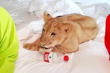 子ライオンが客室まで起こしに来てくれるサービスが話題に―中国