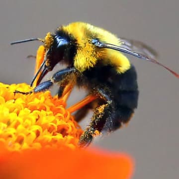 マルハナバチ、点と線を区別できることが判明