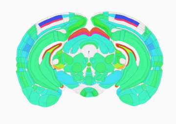 マウス脳8割に1日リズム　睡眠、覚醒時解析へ期待