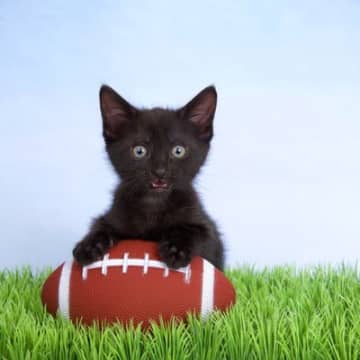 亡き母の愛猫が、大学アメフトチームの「マスコット」になって選手の士気を高めてくれる　米国