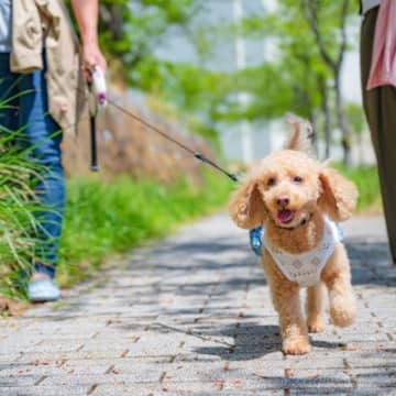 犬のノーリード散歩の危険性とマナーとは？愛犬の安全に守るために必要なこと