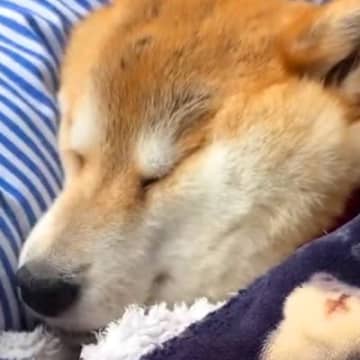 医師に『次いつ起き上がるかわからない』と言われた犬→2日間、目も開けずに…涙腺崩壊する『一生懸命な光景』が14万再生「頑張ってる姿に涙」