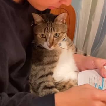 お兄ちゃんが勉強をしていると、ネコが膝の上に乗ってきて…予想外の『かわいい展開』に反響「身が入らないだろうなぁｗ」「たまらんね」