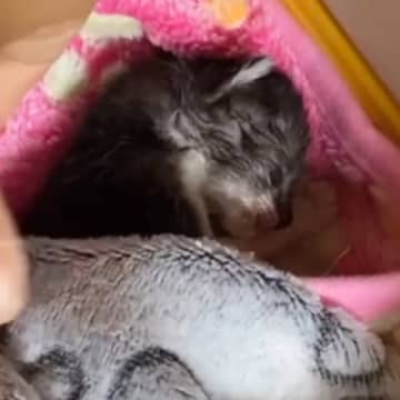 ミルクを飲めず弱りきった子猫→"血の繋がりのない母猫"に託したら…泣ける光景が165万再生「朝から涙が止まらない」「母性愛が素敵」