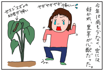 里芋料理とえば芋煮! 味マルジュウで簡単美味しい!