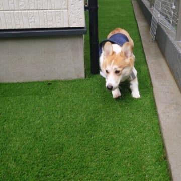 土に体をこすりつける理由は？　犬の不思議行動をわかりやすく解説