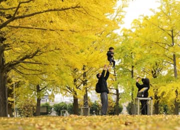 《秋さんぽ》イチョウ並木　黄金色の輝き　茨城県立歴史館