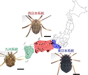オオヒラタザトウムシが3種に分けられることを発見