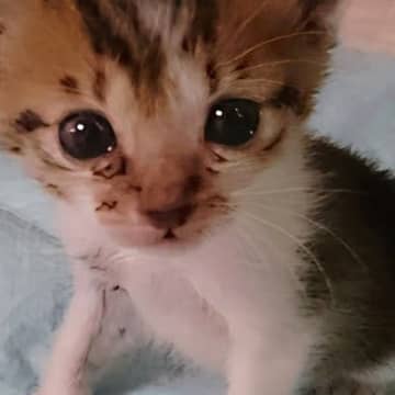 保護された当時は手のひらサイズだった"パヤパヤ子猫"が、『８年後』…見違えるビフォーアフターに感動「大きくなったね泣」「幸せそう」