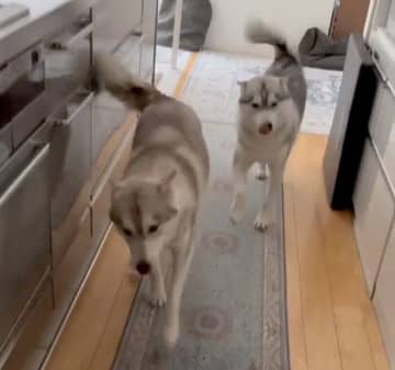 「大好きな母が帰ってきて大喜び！」　しっぽを大きく振りながら大歓迎するハスキー姉妹が可愛い