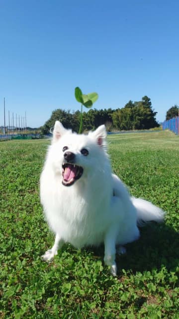 ドッグランで爆誕した〝奇跡の犬〟に3.1万人驚がく　「犬ピクミン!」「可愛すぎ」