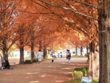 2025年Autumn☆【１１月後半開催】おすすめのお祭り＆フェス＆イベント14選☆週末のお出かけに迷ったらこれ！