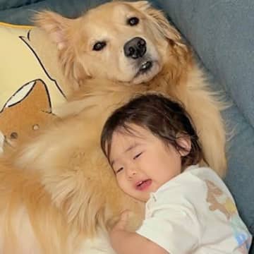 ソファで人間のようにくつろぐ大型犬→1歳の女の子が近づいて…あまりに尊い『真似っ子する光景』が49万再生「人にしか見えない」「羨ましい」