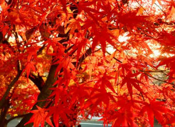 名古屋から30分「犬山エリア」秋散策にぴったり「紅葉スポット」3選！　国宝の城＆絶景の寺社「レポート」