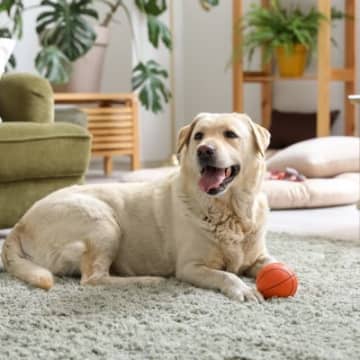 犬を『室内飼い』した方が長生きする理由５選　外飼いはNG？室内犬のメリットとは